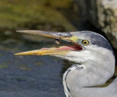 3Q7A1912-DxO_Grey_Heron_stickleback+tongue.jpg