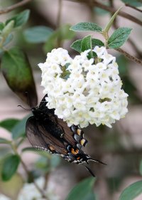 K41A3952 picasa crop.JPG