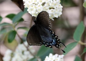 K41A3903 picasa crop.JPG