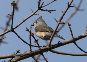 K41A3648 picasa crop.JPG