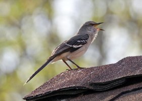 K41A3800 picasa 2 crop-topaz2-denoise ps fix.jpg