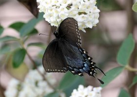 K41A3903 picasa crop ps fix.jpg