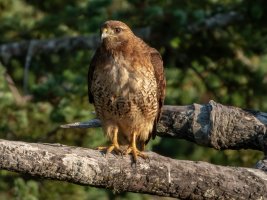 DSCN0725-Edit.jpg DSCN0725-Edit.jpg