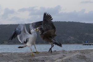 _MG_2824_DxO.jpg _MG_2824_DxO.jpg