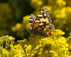 R5M28668-DxO_DeepPRIME XD2s.jpg