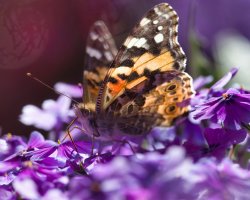 R5M29133-DxO_DeepPRIME XD2s.jpg