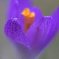 Easter Crocus small.jpeg Easter Crocus small.jpeg