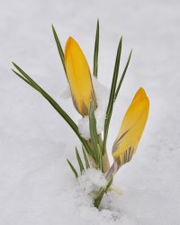 Yellow Crocuses small.jpeg Yellow Crocuses small.jpeg