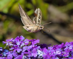 R5M29513-DxO_DeepPRIME XD2s.jpg