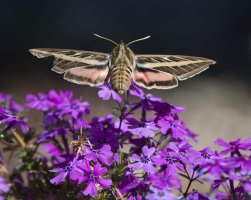 R5M29589-DxO_DeepPRIME XD2s.jpg