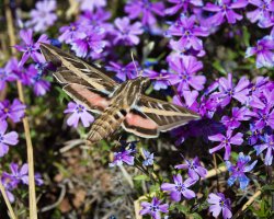 R5M29345-DxO_DeepPRIME XD2s.jpg