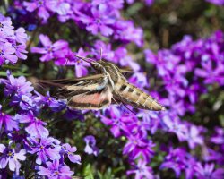 R5M29553-DxO_DeepPRIME XD2s.jpg