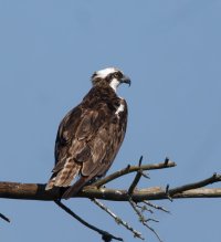 6L8A5934-DxO_Osprey_1000mm.jpg