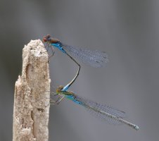 6L8A8081-DxO_Small_redeye_damselflies_mating_1000mm-ls-ts.jpeg