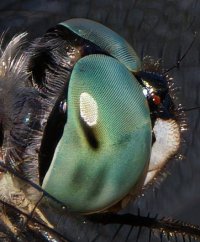 309A7632-DxO_Blue_dasher_dragonfly_1000mm-lss_head_crop.jpeg