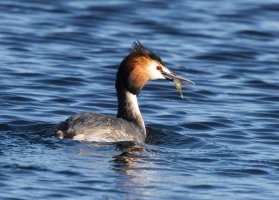 309A8998-DxO_1000mm_great_crested_grebe+fish-lsss.jpg