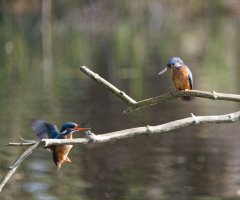 6L8A4677-DxO_Kingfisher+fish_female_Flying_in.jpg 6L8A4677-DxO_Kingfisher+fish_female_Flying_in.jpg
