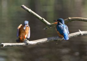 6L8A4687-DxO_Kingfisher+fish_female_passing_fish.jpg 6L8A4687-DxO_Kingfisher+fish_female_passing_fish.jpg
