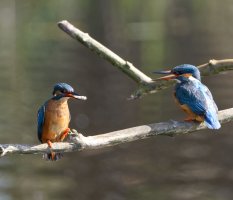 6L8A4689-DxO_Kingfisher+fish_female_passing_fish.jpg 6L8A4689-DxO_Kingfisher+fish_female_passing_fish.jpg