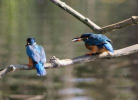 6L8A4690_3R3A7874-DxO_Male_Kingfisher+fish_passed_to_female-topaz-upscale-1.8x .jpeg 6L8A4690_3R3A7874-DxO_Male_Kingfisher+fish_passed_to_female-topaz-upscale-1.8x .jpeg