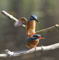 6L8A4698-DxO_Male_Kingfisher_jumping_on_female_kingfisher.jpg 6L8A4698-DxO_Male_Kingfisher_jumping_on_female_kingfisher.jpg