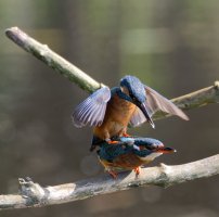 6L8A4700-DxO_Male_Kingfisher_landed_on_female_kingfisher.jpg 6L8A4700-DxO_Male_Kingfisher_landed_on_female_kingfisher.jpg