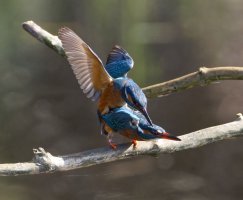 6L8A4714-DxO_Male_Kingfisher_female_kingfisher_mating.jpg 6L8A4714-DxO_Male_Kingfisher_female_kingfisher_mating.jpg