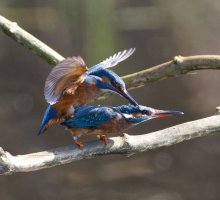 6L8A4770-DxO___Male_Kingfisher+female_mating.jpg 6L8A4770-DxO___Male_Kingfisher+female_mating.jpg