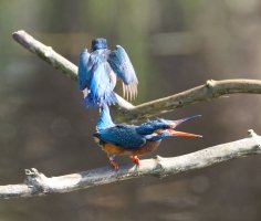 6L8A4784-DxO__Male_Kingfisher_leaving_after_female_kingfisher_after_mating.jpg 6L8A4784-DxO__Male_Kingfisher_leaving_after_female_kingfisher_after_mating.jpg