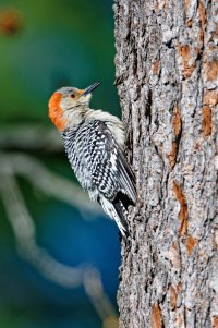 Red-bellied Woodpecker.jpg Red-bellied Woodpecker.jpg