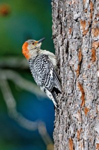 Red-bellied Woodpecker.jpg