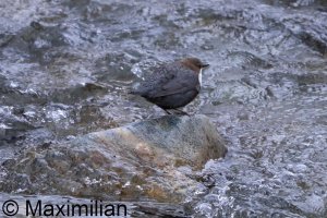 dipper_2026_01.JPG dipper_2026_01.JPG