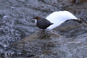 dipper_2026_02.JPG dipper_2026_02.JPG