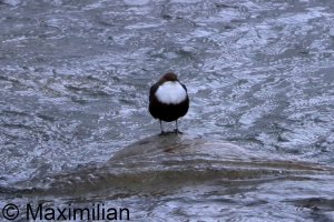 dipper_2026_03.JPG dipper_2026_03.JPG