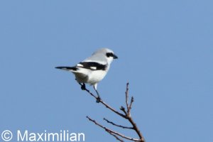 shrike_2026_01.JPG