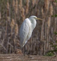6L8A5268-DxO_Great_Egret_1120mm.jpg
