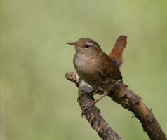6L8A5643-DxO_Wren.jpg