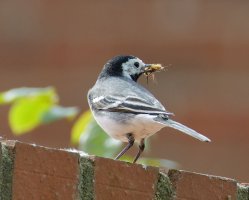 6L8A5712-DxO_Pied_Wagtail+insect.jpg