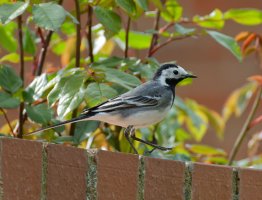 6L8A5746-DxO_Pied_Wagtail.jpg