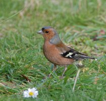 6L8A5217-DxO_Chaffinch_on_lawn.jpg