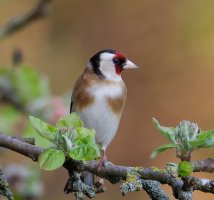 6L8A5221-DxO_Goldfinch_on_tree.jpg