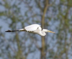 6L8A5293-DxO_Great_Egret_Flying_bgb.jpg