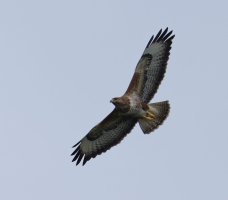6L8A5605-DxO_Buzzard_Flying.jpg