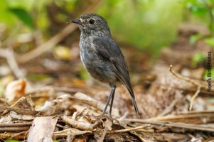 toutouwai at Tiri.jpg