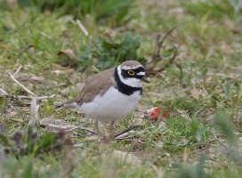 6L8A5891-DxO_Little_ringed_plover.jpg