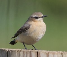 6L8A5947-DxO_Northern_Wheatear_800mm.jpg