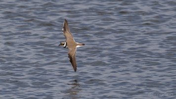 Flussregenpfeifer BIF_04.jpg