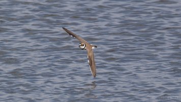 Flussregenpfeifer BIF_03.jpg