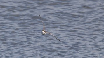 Flussregenpfeifer BIF_02.jpg