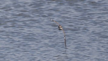 Flussregenpfeifer BIF.jpg